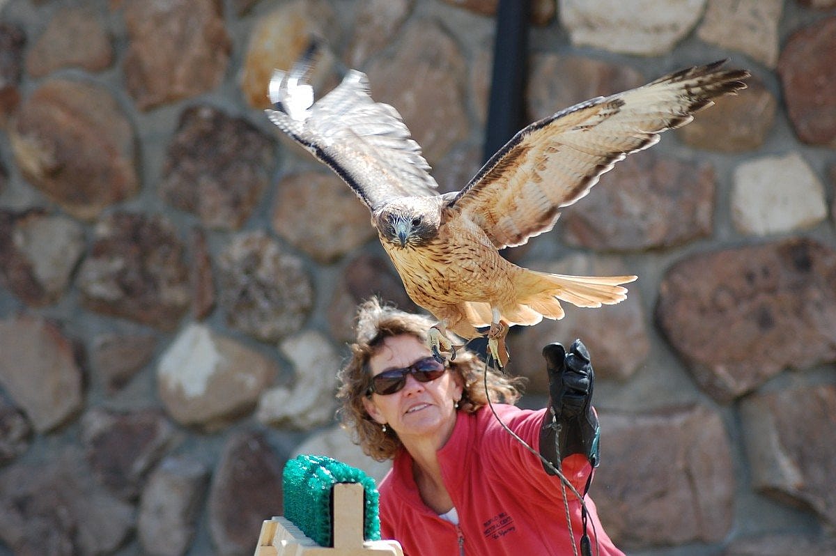 Isham the red-tailed hawk flying at the Buffalo Bill Center of the West.