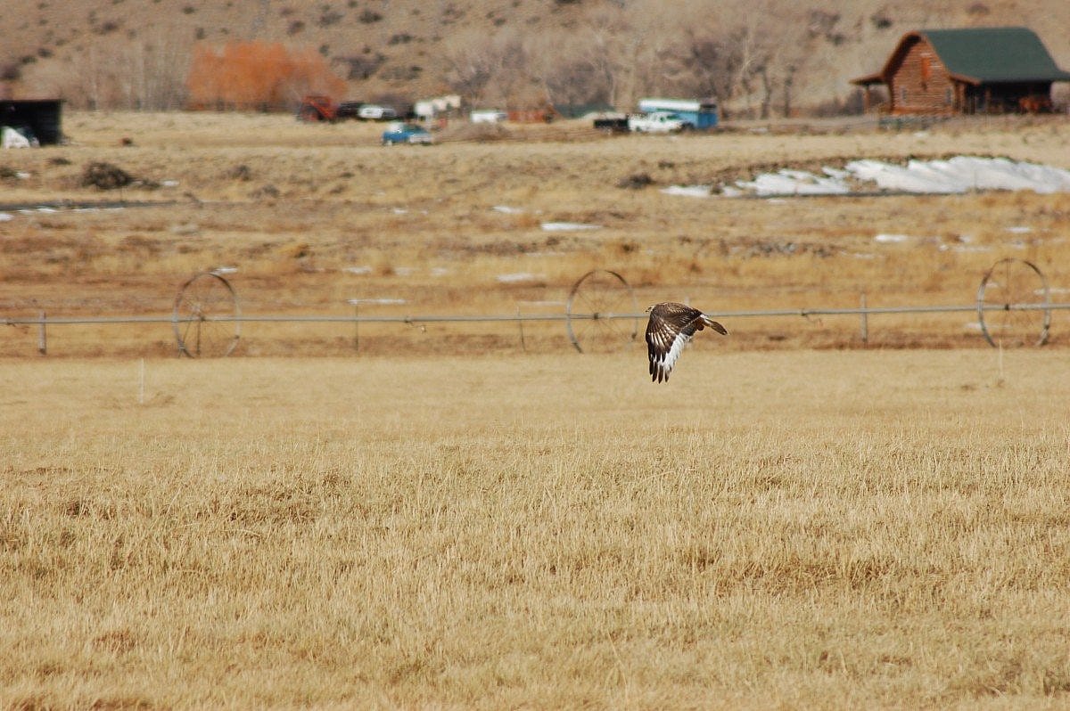 Rough-legged Hawk. I saw approximately 70 of these on my trip :)