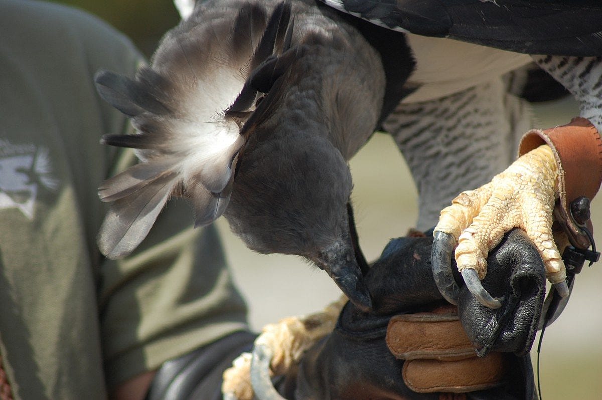 For those wondering what the feet of a Harpy Eagle look like, this was the best shot I got, but you get the idea!