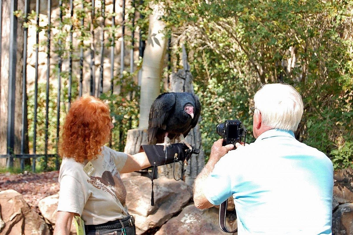 Suli helping to teach people how wonderful vultures are. 
