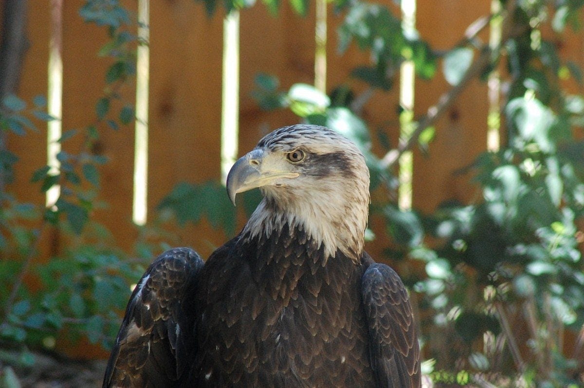 Jade the Bald Eagle