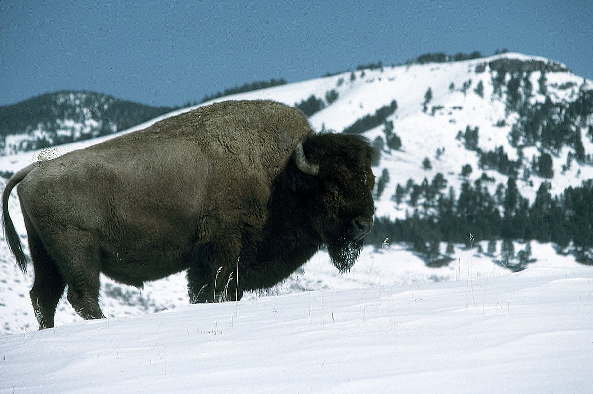Bison bull in snow, ca. 1970-1998. MS 301 Gabby Barrus Slide Collection. SL.301.08.326