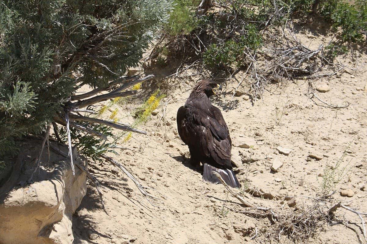 This young eagle successfully fledged only a few days ago. Photo by C. Preston