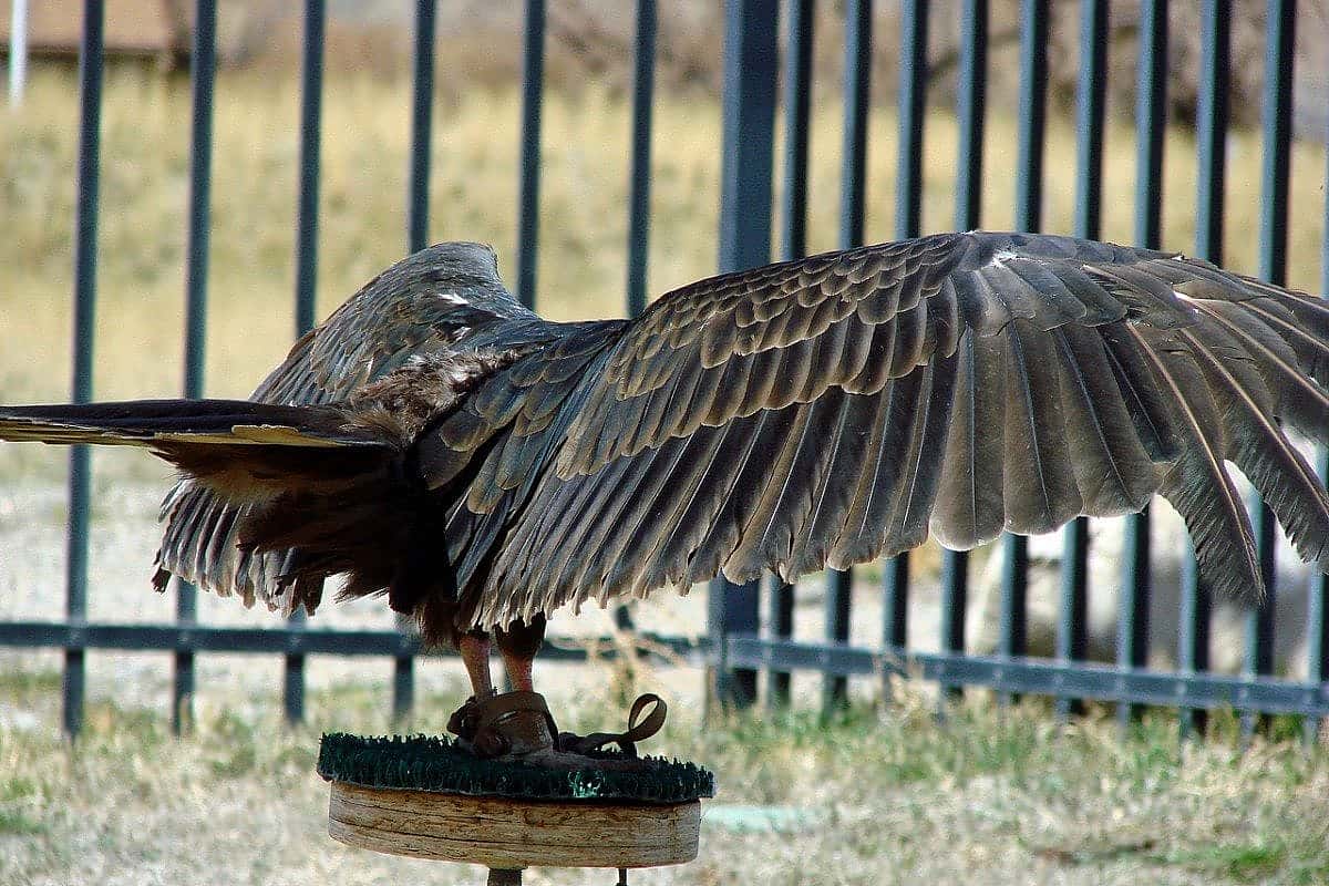 Suli, Our Turkey Vulture, perched with open wings.