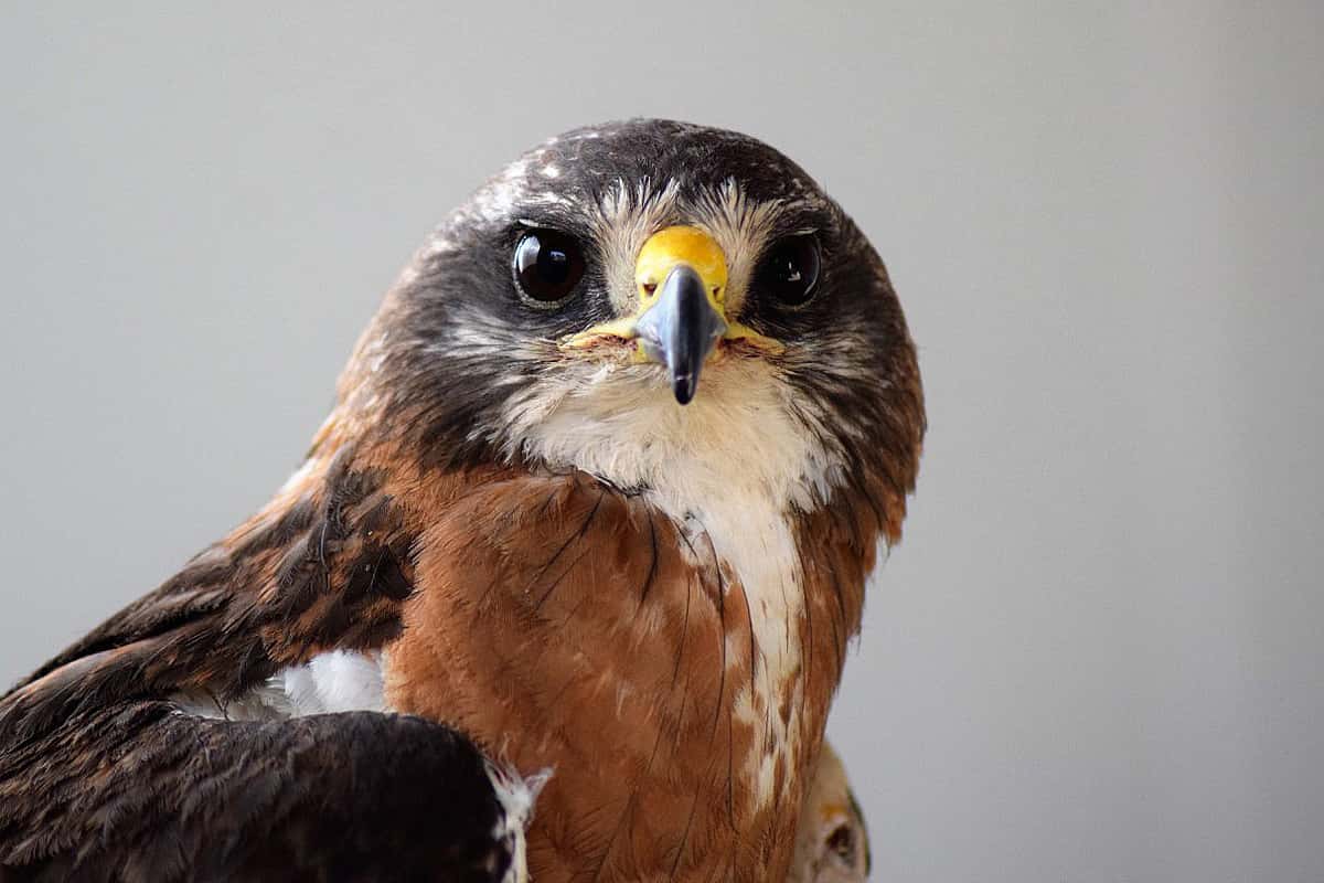 Hayden, the Draper Museum Raptor Experience's handsome Swainson's Hawk.