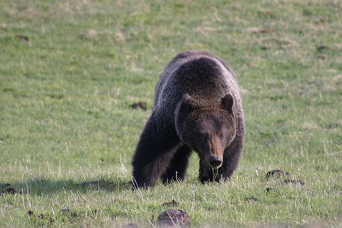 A grizzly bear requires vast tracts of land to satisfy its varied diet. Carrion, elk calves, trout, roots, and grasses fill much of the menu in spring and early summer. Army cutworm moths are a staple in mid-late summer, and whitebark pine nuts, when bountiful, keep grizzlies in the high country in fall. Photo by C.R. Preston.