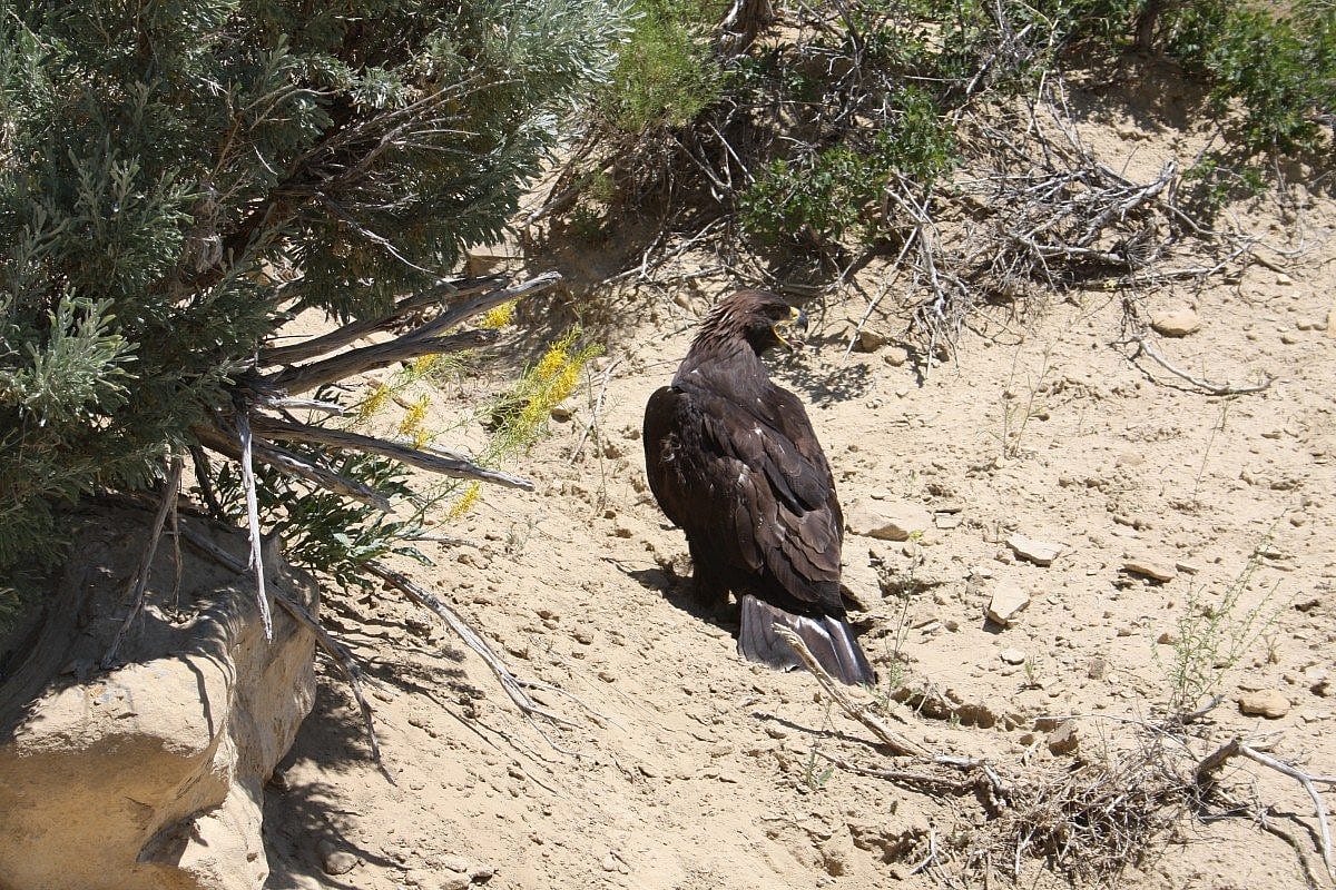 This young eagle successfully fledged only a few days ago. Photo by C. Preston