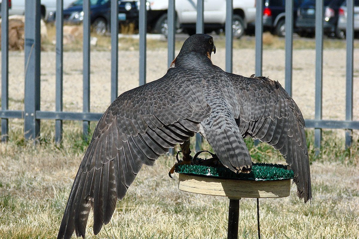 The black and blue-gray feathers on Hayabusa's back.