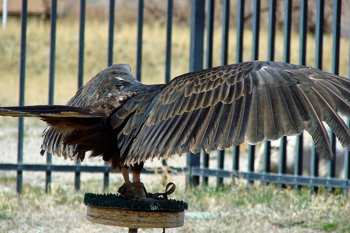 Suli, Our Turkey Vulture, perched with open wings.