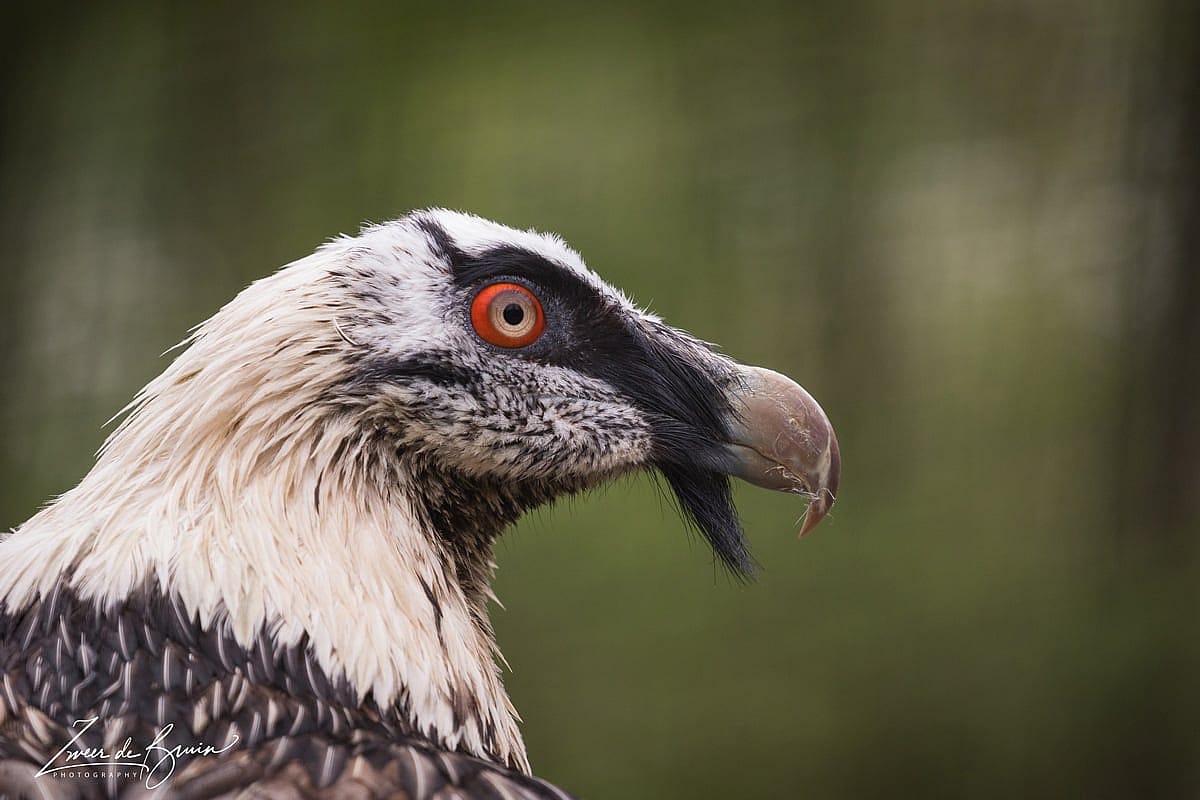 Bearded Vulture