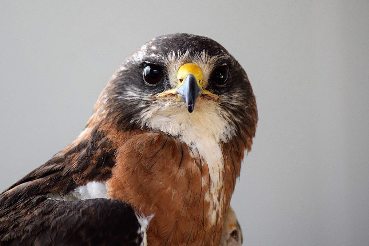 Hayden, the Draper Museum Raptor Experience's handsome Swainson's Hawk.