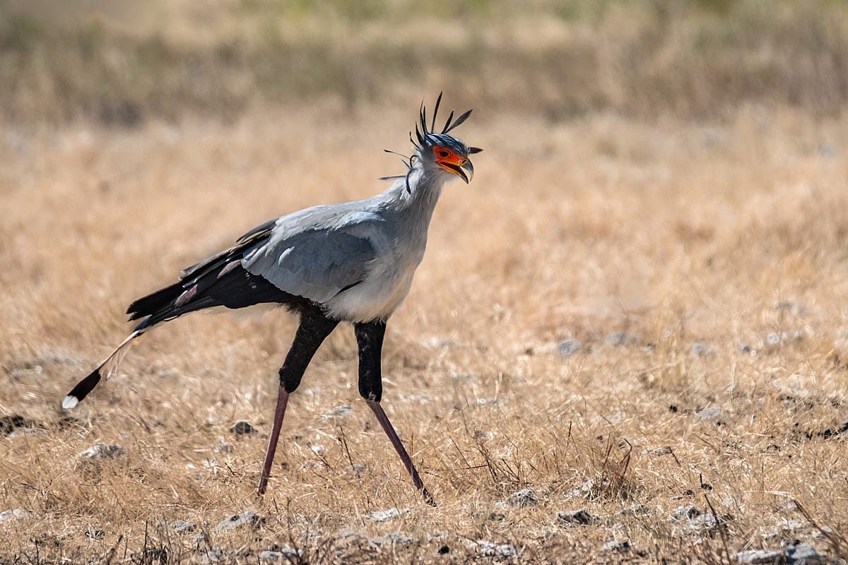 Secretarybird (or Secretary Bird) walking in a field.