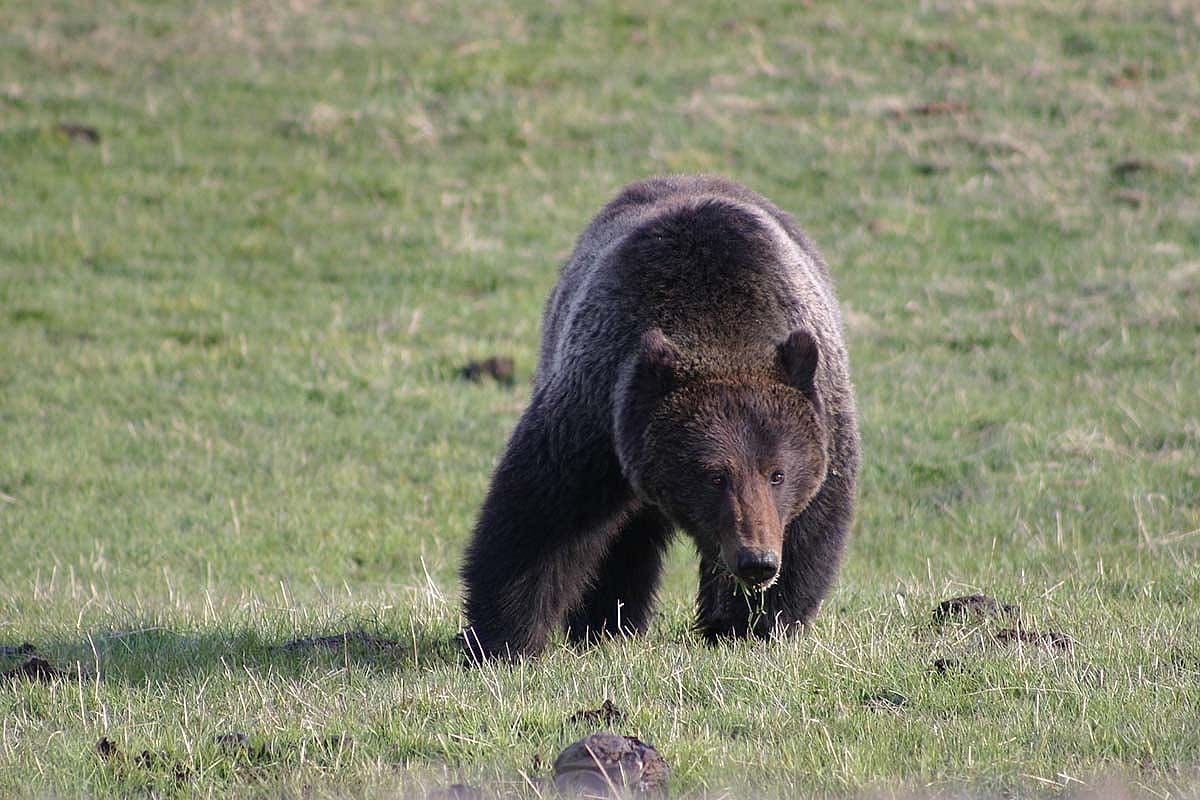A grizzly bear requires vast tracts of land to satisfy its varied diet. Carrion, elk calves, trout, roots, and grasses fill much of the menu in spring and early summer. Army cutworm moths are a staple in mid-late summer, and whitebark pine nuts, when bountiful, keep grizzlies in the high country in fall. Photo by C.R. Preston.