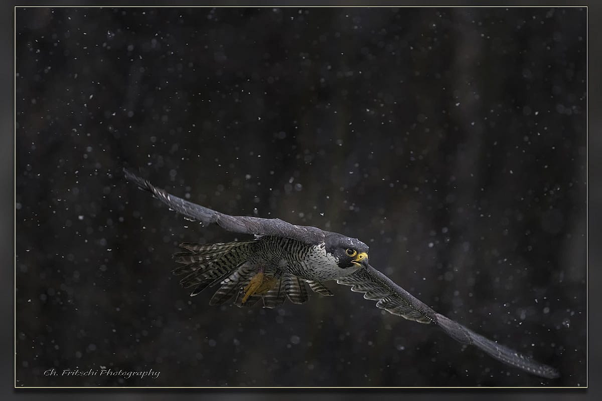 Peregrine Falcon in Flight