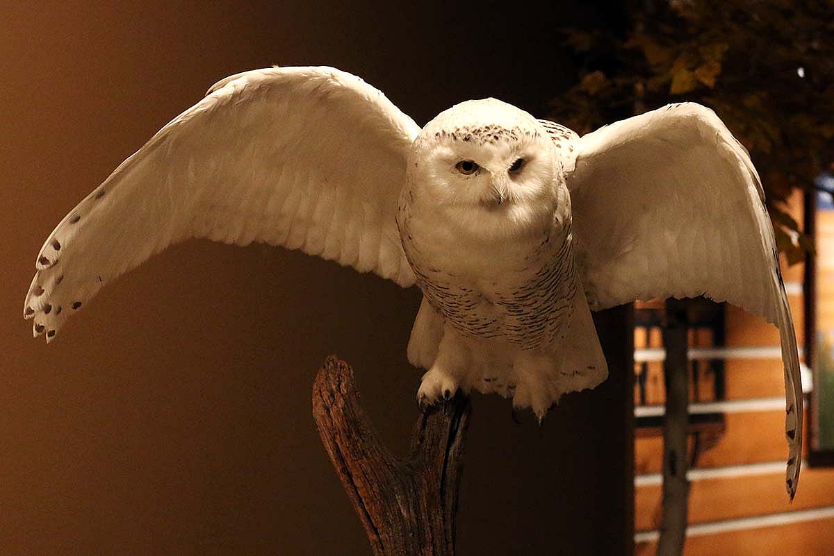 Snowy owl specimen. DRA.304.367