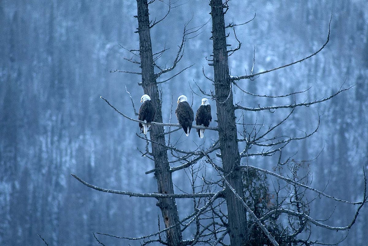 Three bald eagles perched on tree branch. Gabby Barrus Collection. Gift of the Barrus Family, Marj, Mick, Jim and Page Barrus. SL.301.08.311