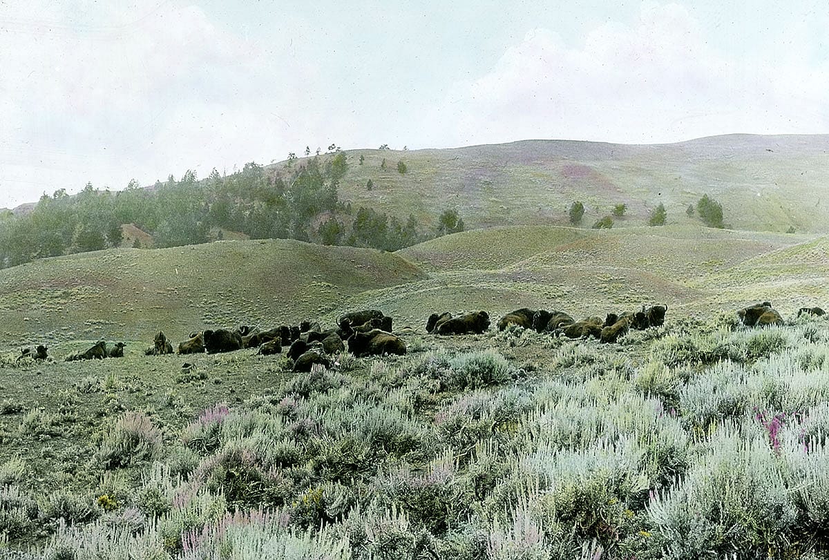 Herd of buffalo in the Bighorn Mountains of Wyoming, ca. 1903-1925. MS 95 William A. Petzoldt Lantern Slide Collection. LS.95.29