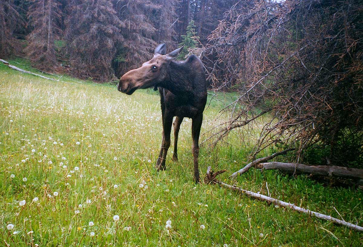 One of the remote camera sets used in the Carter Mountain study caught this moose sneaking along the edge of a backcountry meadow.