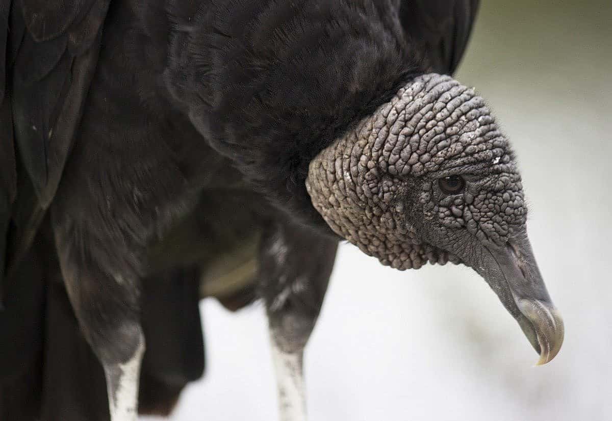 Black Vulture's Dark Head