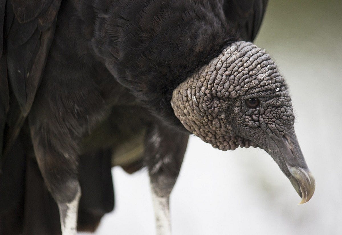 Black Vulture's Dark Head