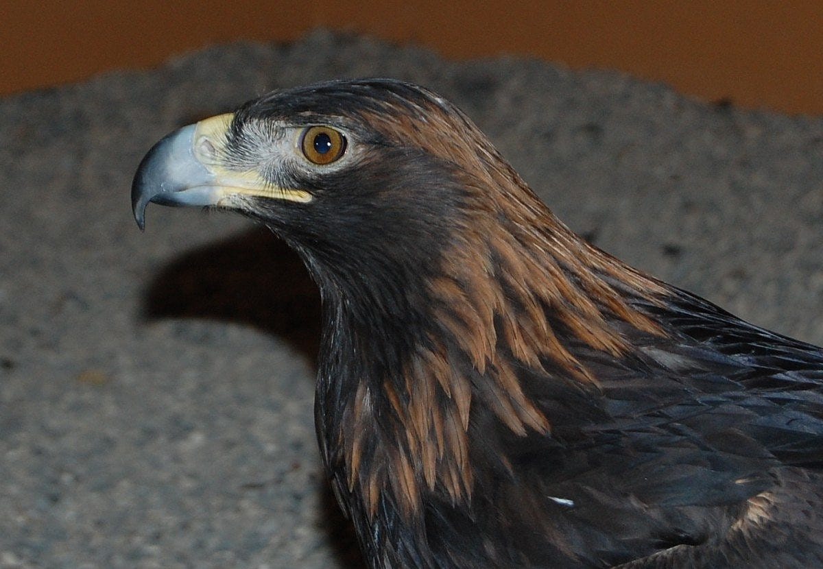 Golden eagles are named for the golden feathers on the back of their heads and necks.