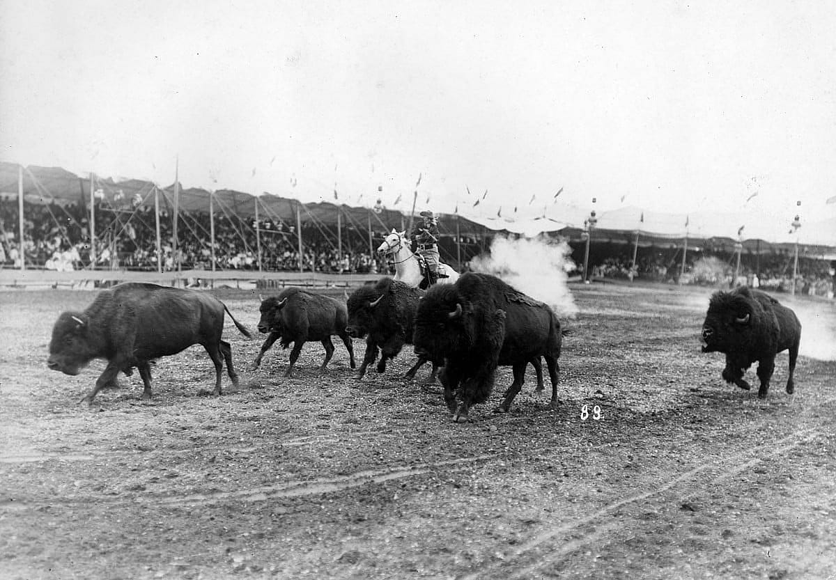 Buffalo Bill performing a buffalo hunt in the arena. MS 6 William F. Cody Collection, McCracken Research Library. P.6.0870.04