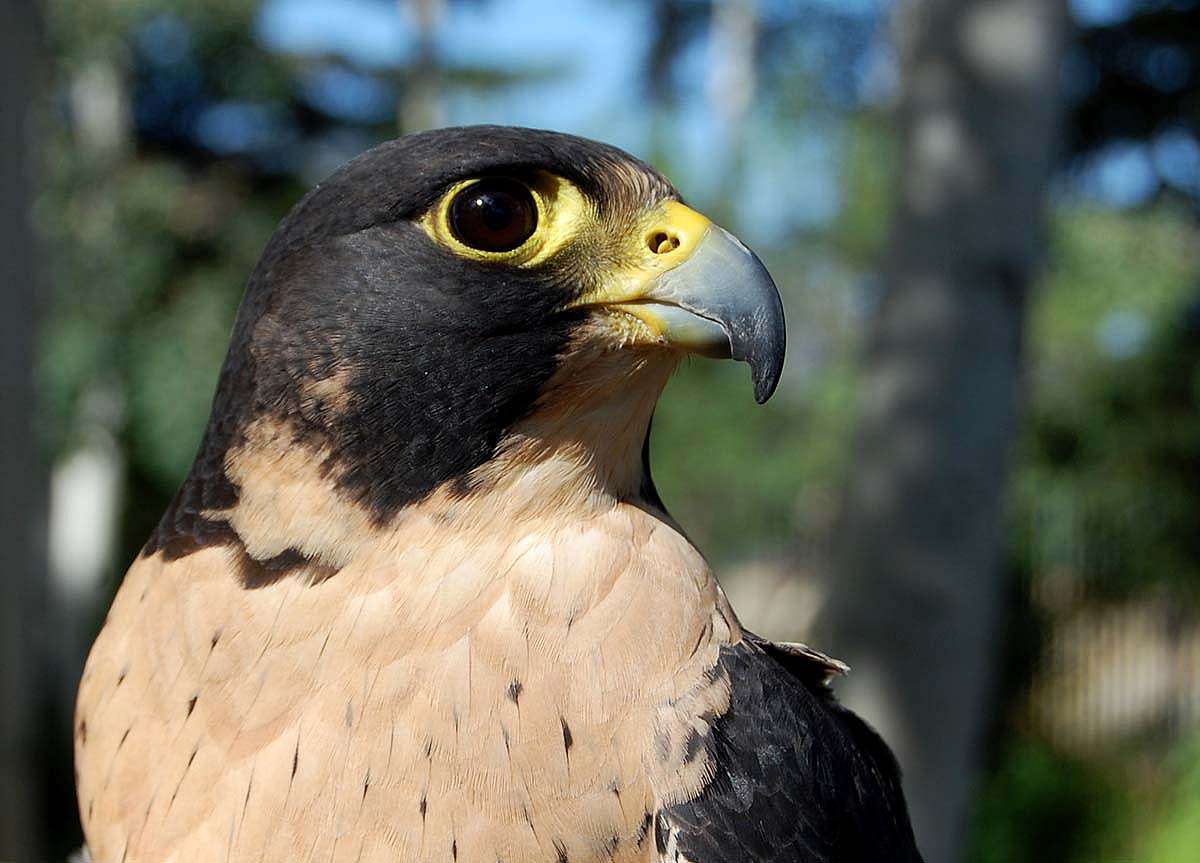 Hayabusa, peregrine falcon