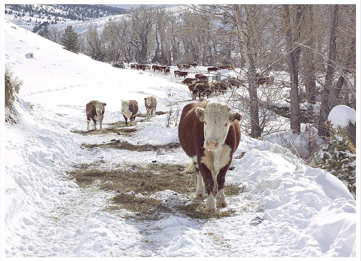 These cows from the Rhoads Ranch carry the DND brand.