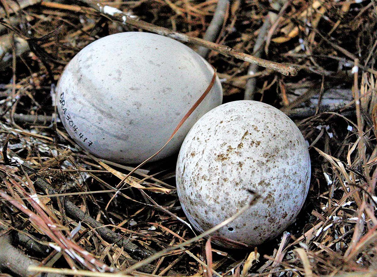 Golden eagle (Aquila chrysaetos) eggs. DRA304.416 and .417