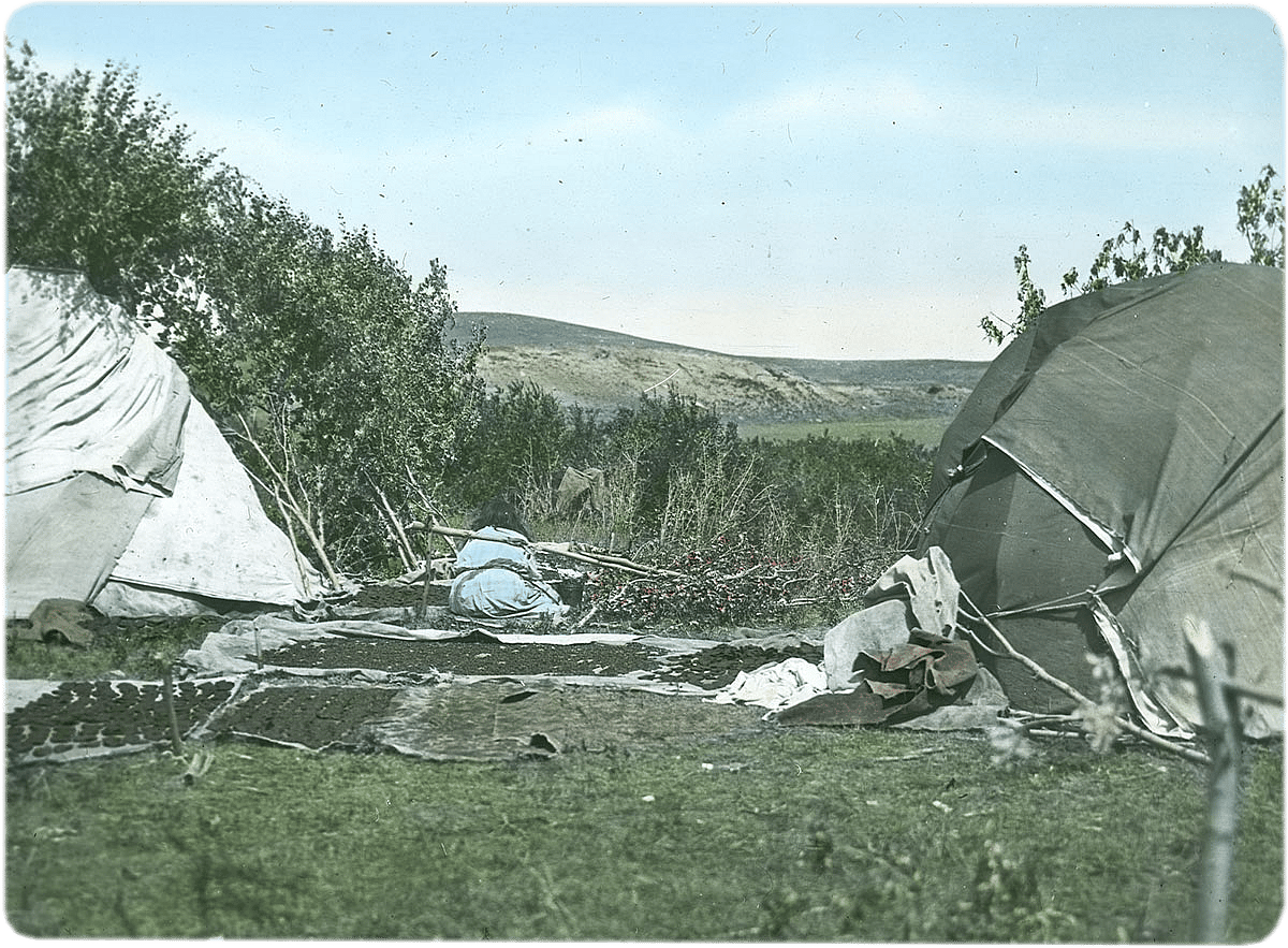 Berry cakes drying at temporary camp, ca. 1903-1925. MS 95 William Petzoldt Lantern Slide Collection. LS.95.78