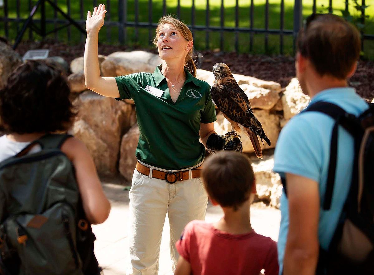Volunteer Lisa Marks shows off Isham, a red-tailed hawk, during an educational raptor program at the Buffalo Bill Center of the West.