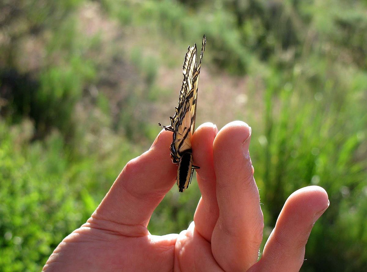 One "Butterfly Bonanza" participant said of their subject, "I never knew there were so many!" A close-up look at a Swallowtail.