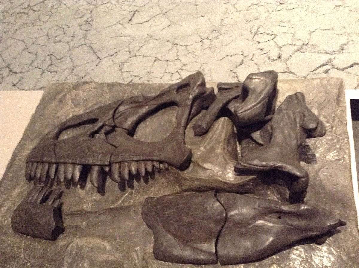 Dinosaur Skull; Everyone Learns During a Visit to a Museum