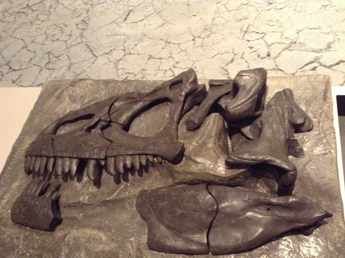 Dinosaur Skull; Everyone Learns During a Visit to a Museum