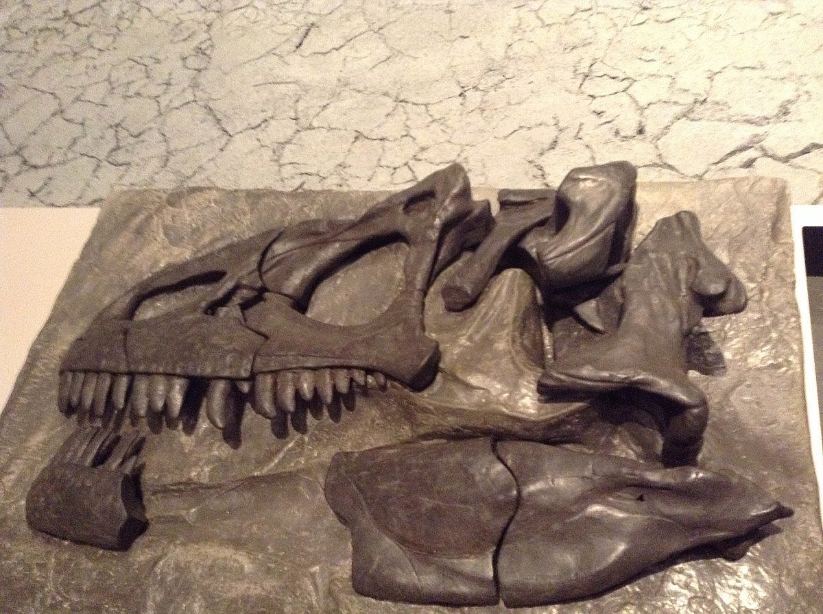 Dinosaur Skull; Everyone Learns During a Visit to a Museum