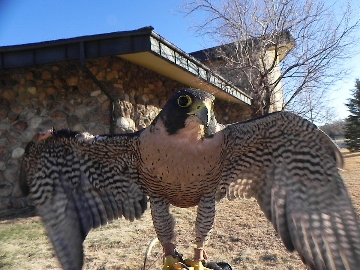Hayabusa the peregrine falcon enjoying the sunshine at the Buffalo Bill Center of the West. Photo by Lisa Marks