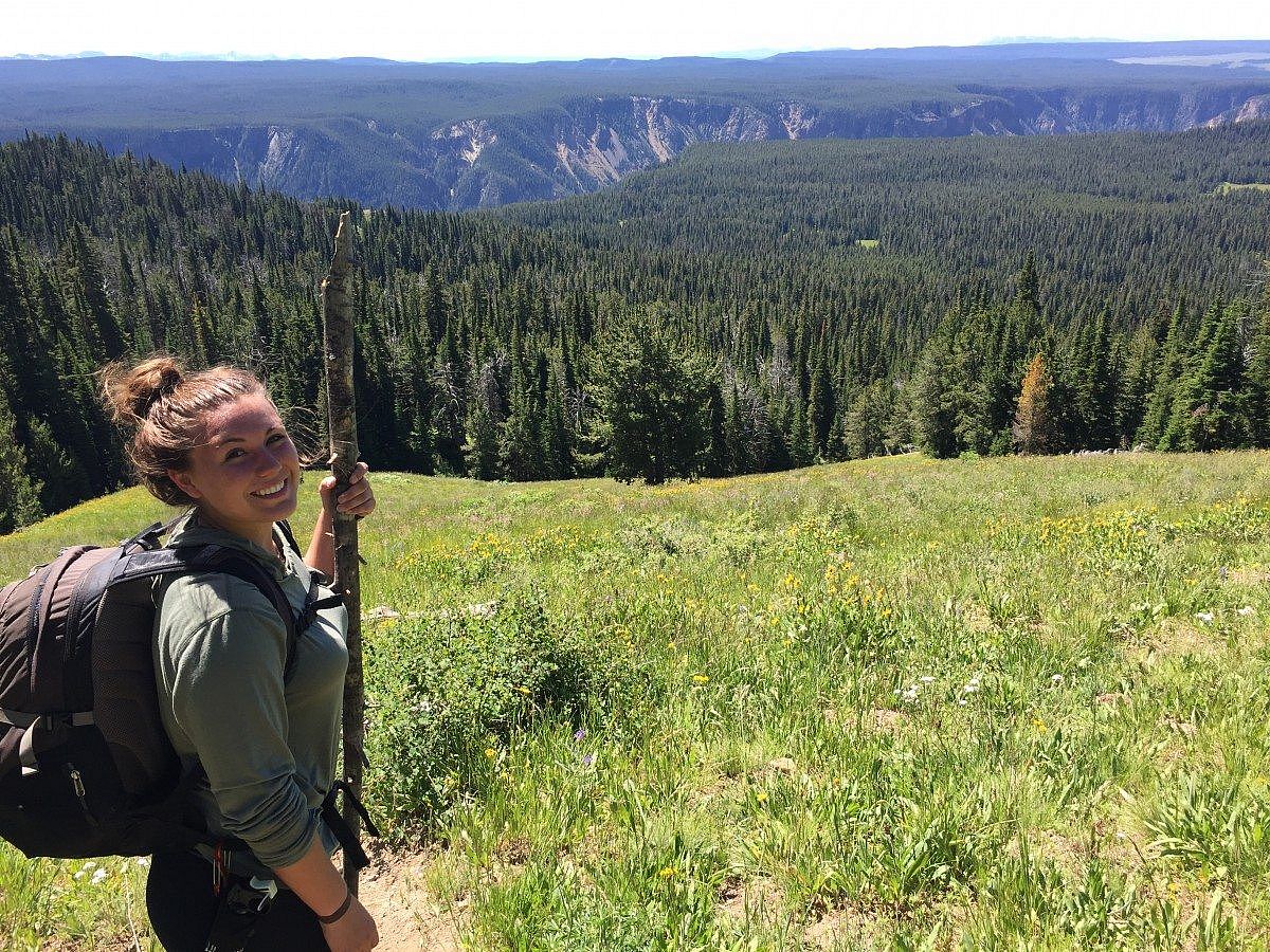 Hiker with a backpack and walking stick trekking up Mt. Washburn, surrounded by lush greenery and wildflowers, overlooking the Grand Canyon of Yellowstone.
