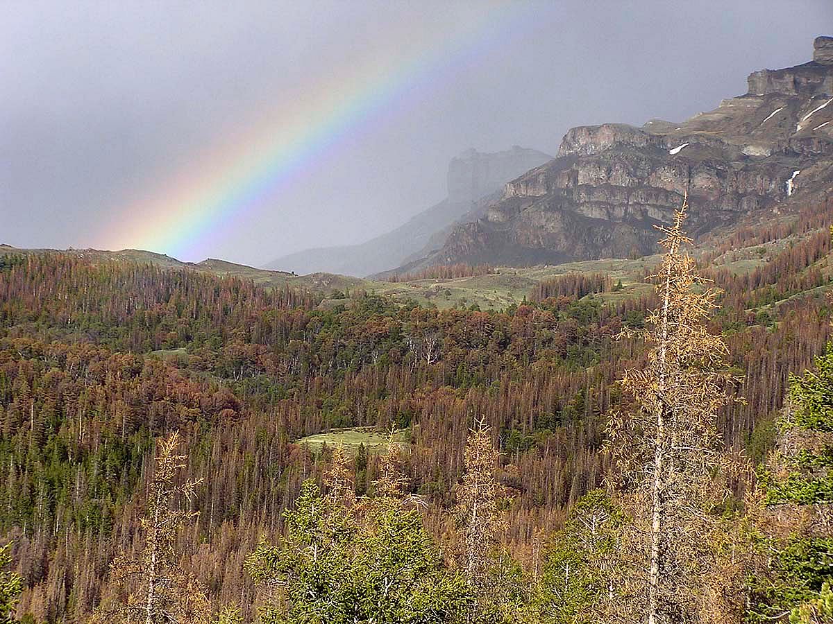 An afternoon rainbow punctuates the Carter Mountain study area. Note the extensive stands of beetle-killed Engelmann spruce trees. C.R. Preston photo.