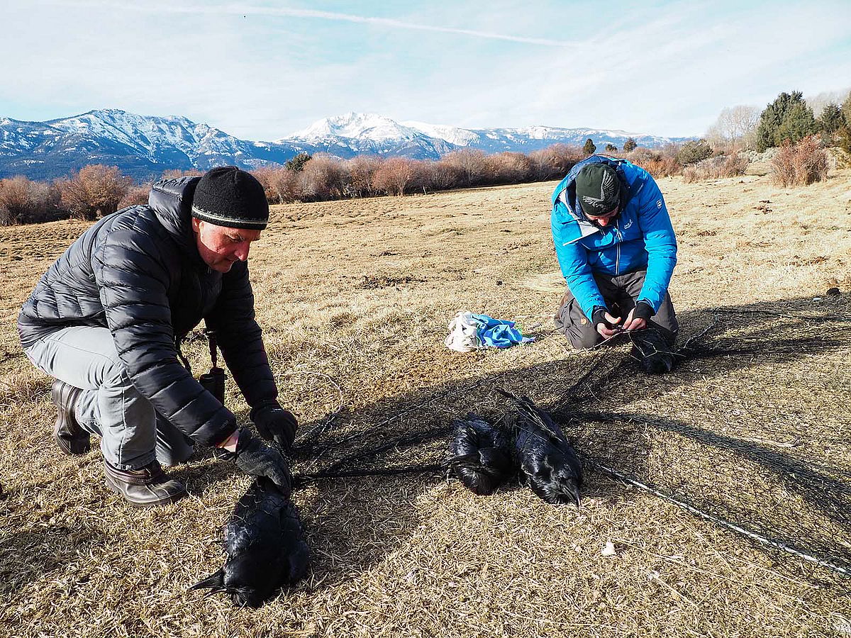 John Marzluff and student netting corvids. Andrius Pasukonis photo.