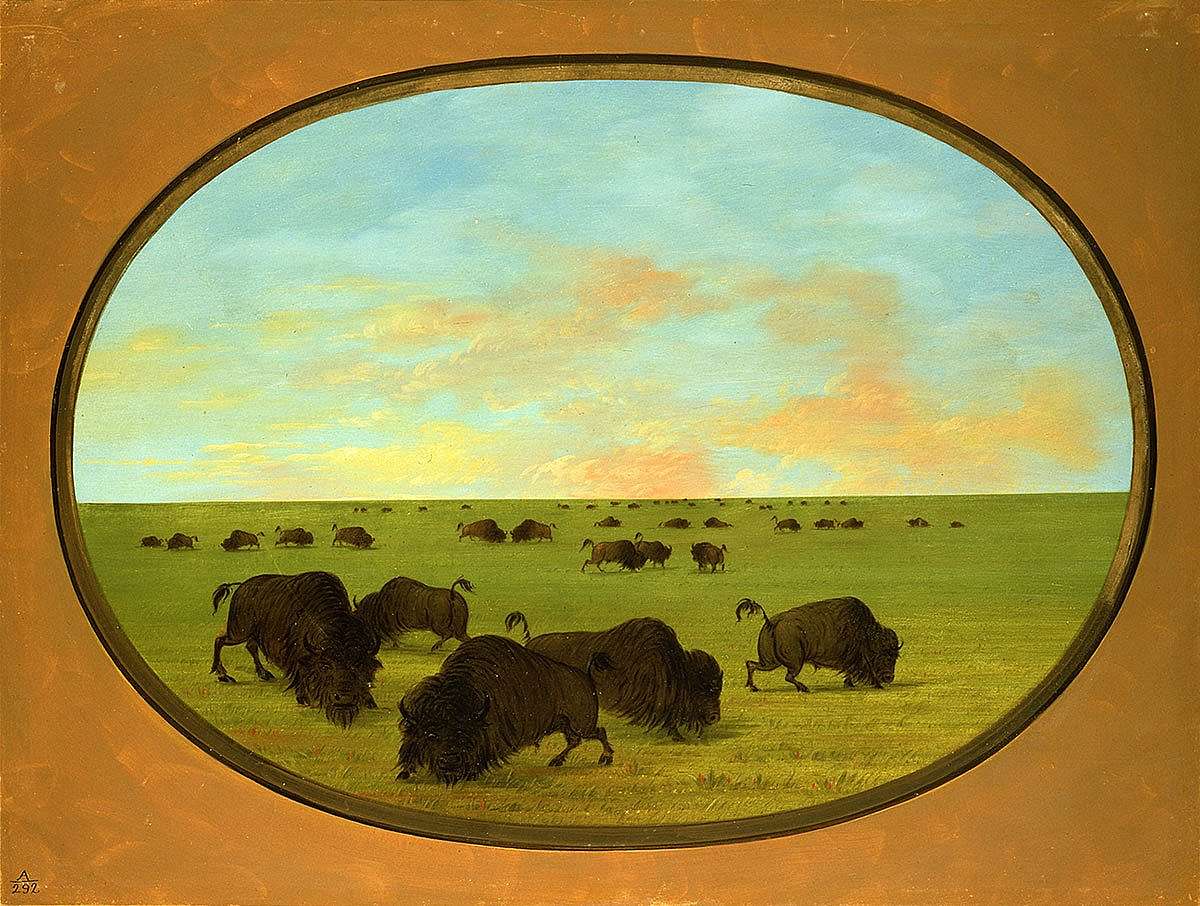 George Catlin (1796-1872). "Buffaloes (bulls and cows) Grazing in the Prairie," ca. 1855-1870. Oil on paperboard. Gift of Paul Mellon. 27.86