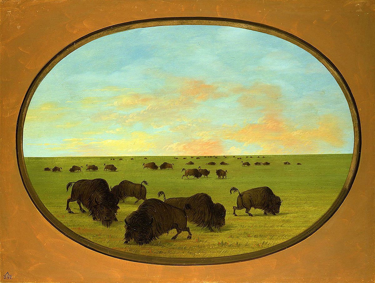 George Catlin (1796-1872). "Buffaloes (bulls and cows) Grazing in the Prairie," ca. 1855-1870. Oil on paperboard. Gift of Paul Mellon. 27.86
