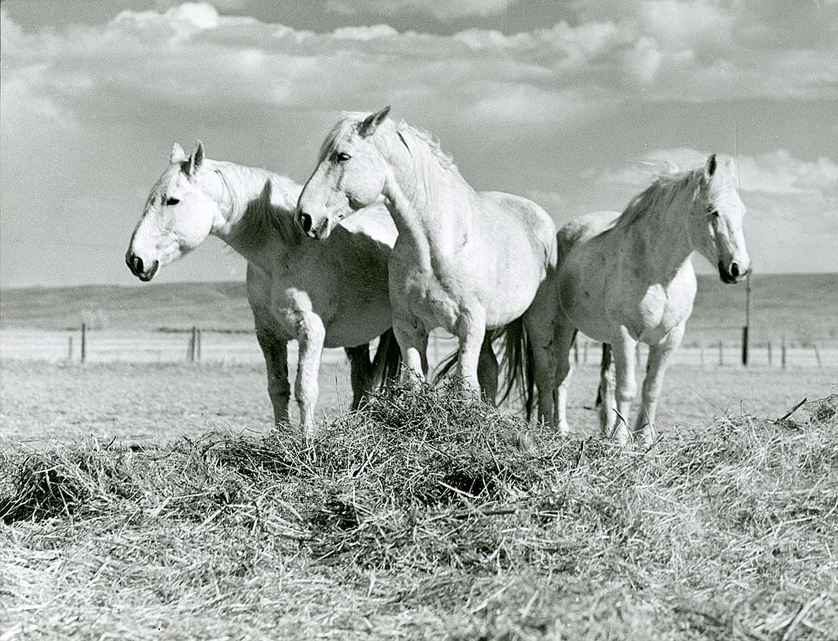 Kershaw's handwritten notes on the verso of this photograph offer insight to his record keeping and working process. Stanley Kershaw (1891-1963). "Old horses on ranch near Cody, Wyo." MS 5 Cody Local History Collection, McCracken Research Library. P.5.1418