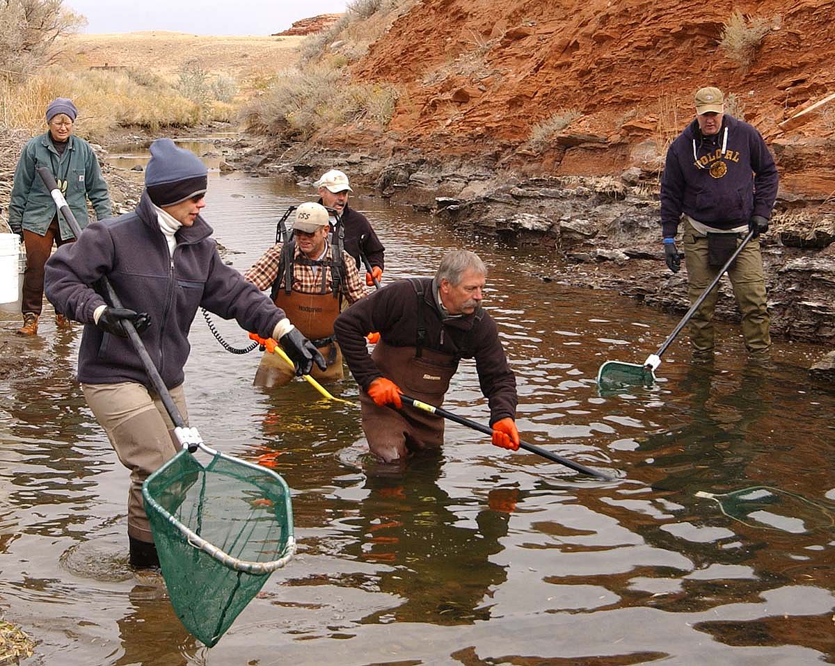 Dave Sweet, second from right, and other volunteers with Trout Unlimited use an electric stun wand and nets to rescue trout trapped in irrigation ditches near Cody, Wyoming. PointsWest photo/Ruffin Prevost.