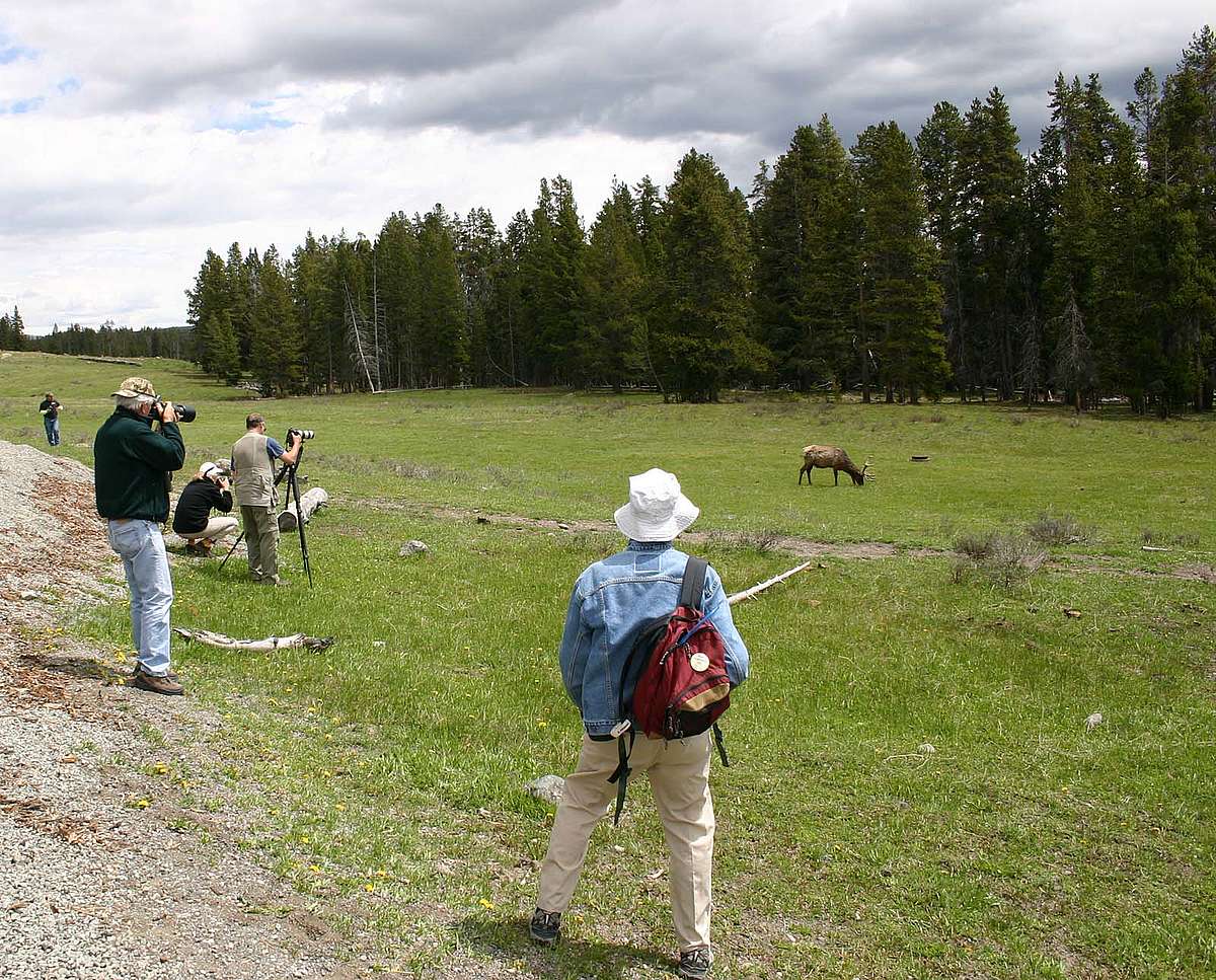 An elk provides a nice photo op.