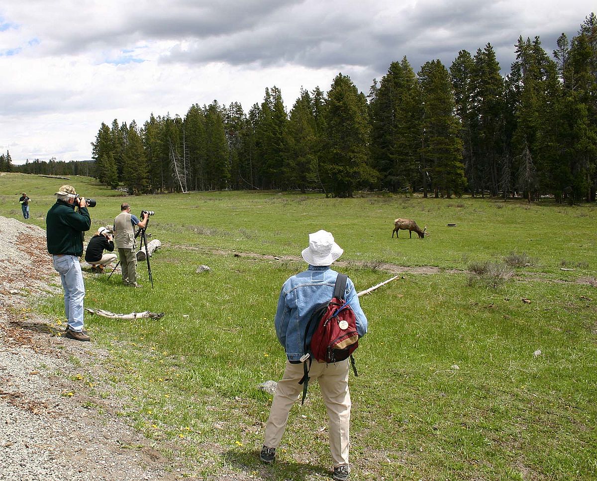 An elk provides a nice photo op.