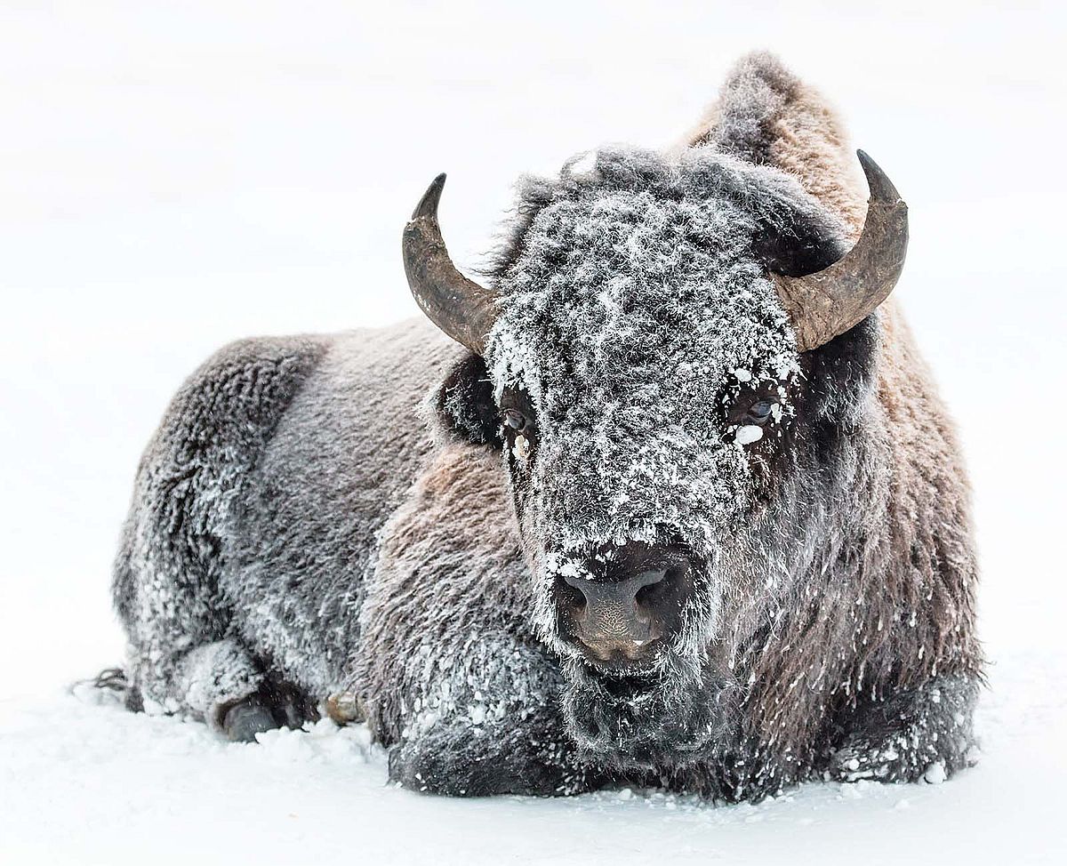 Wildlife biologists with Yellowstone National Park advise that the best way to "wrangle" bison is to set up conditions that encourage the animals to follow a familiar course of their choosing, rather than to use pressure or hazing. This bison was photographed along the Madison River in Yellowstone. (National Park Service photo by Jacob W. Frank)
