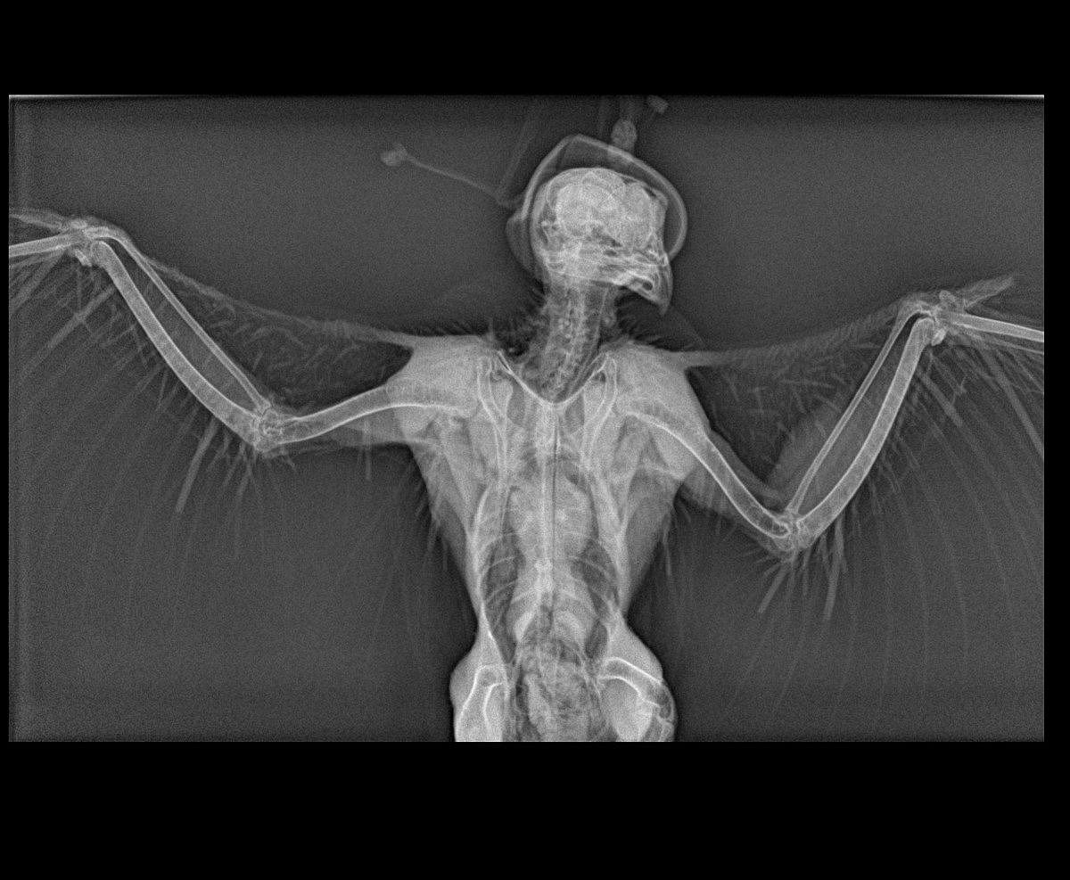 Haybusa in x-ray