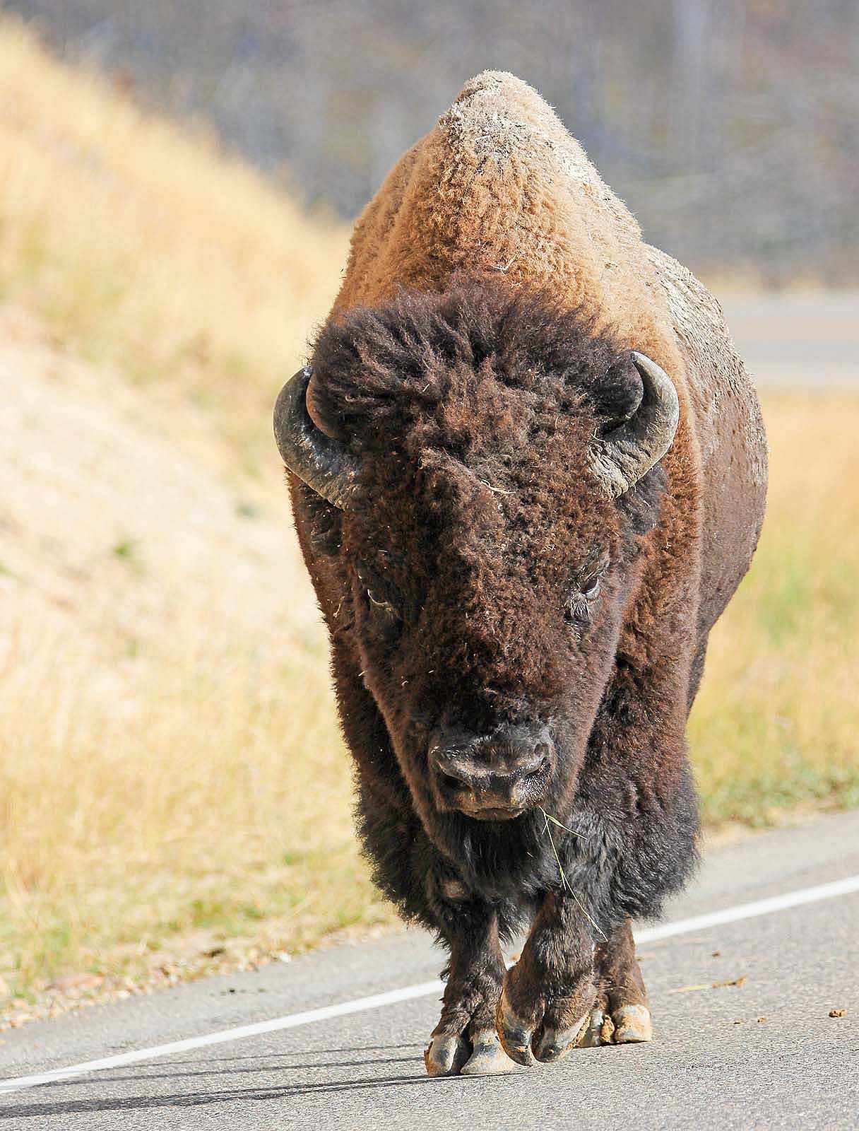 American bison. Photo by Rebekah Childers.. @rebekahcphotos