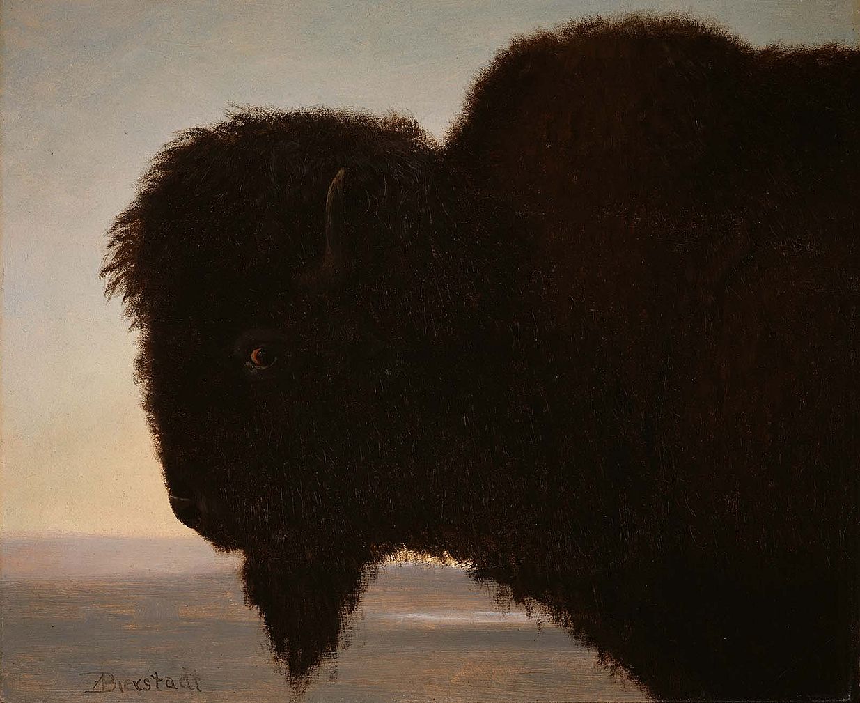 Albert Bierstadt (1830–1902). A Bull Buffalo, 1879. Oil on paper, 13.25 x 15.25 inches. Gift of Carman H. Messmore. 1.62