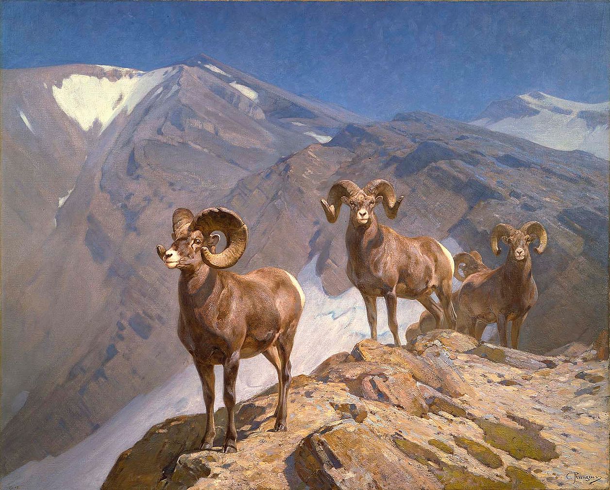 Carl Rungius (1869 – 1959). "The Mountaineers—Big Horn Sheep on Wilcox Pass," 1912. Oil on canvas, 60 x 75 in. Gift of Jackson Hole Preserve, Inc. 16.93.1